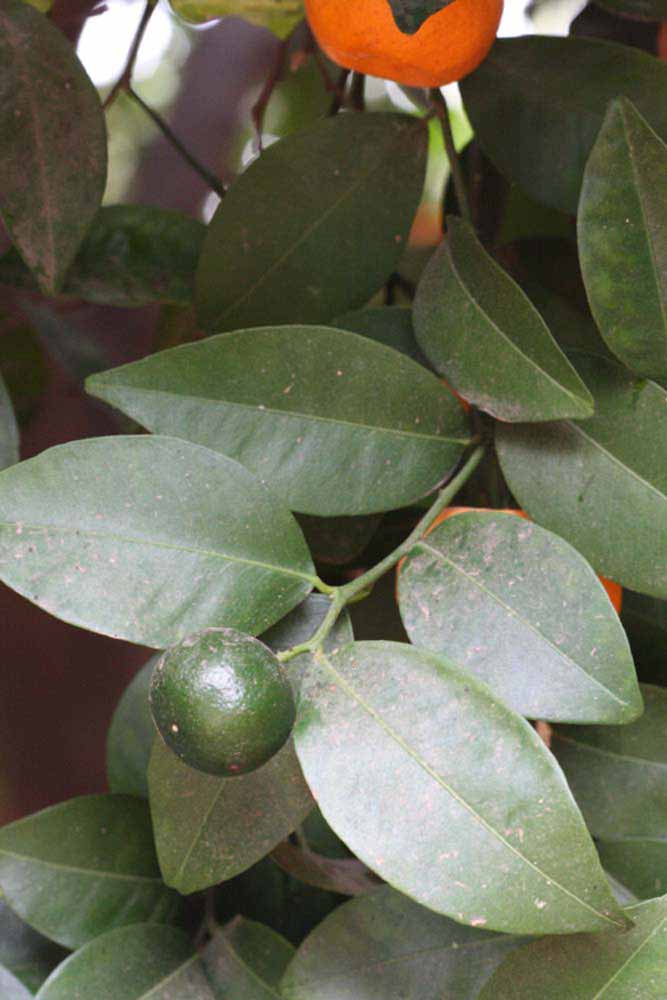              Sun leaves (Riverside, CA)       